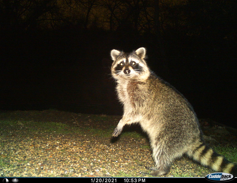 Standing raccoon.jpg