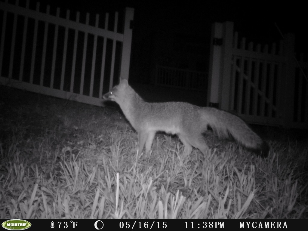 2FoxProfileMay2015.JPG