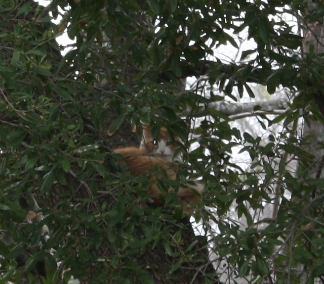 Sweetie in the tree.jpg