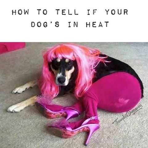 dog in heat.jpb.jpg